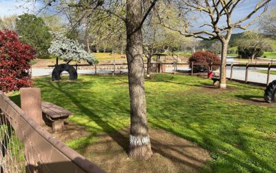 Pet-Friendly RV Parks: What Every Dog Owner Should Look For