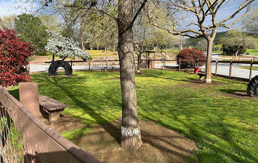 Pet-Friendly RV Parks: What Every Dog Owner Should Look For